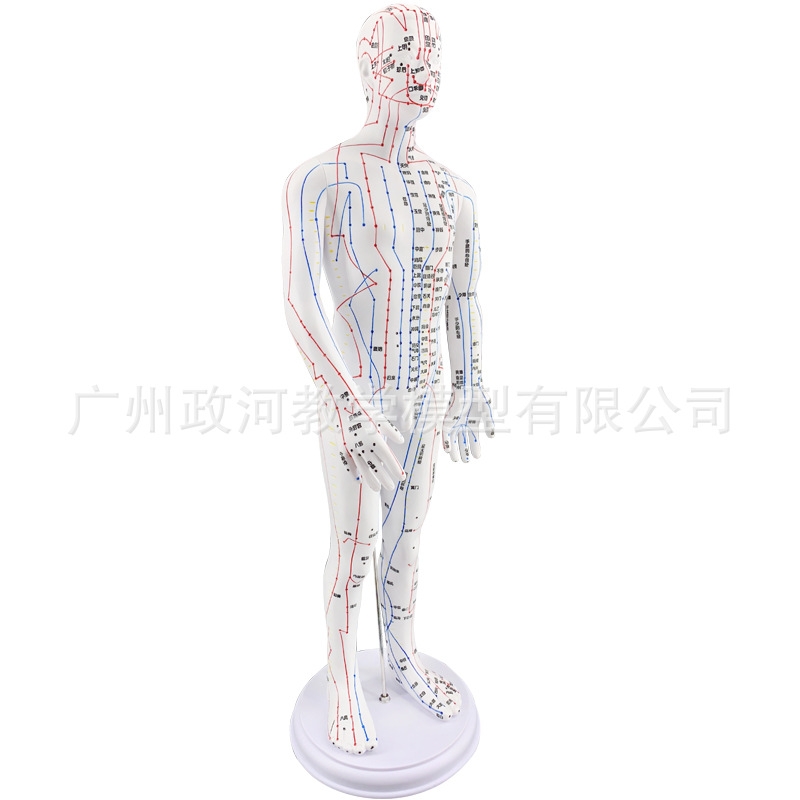 Traditional Chinese medicine acupuncture point map mannequin