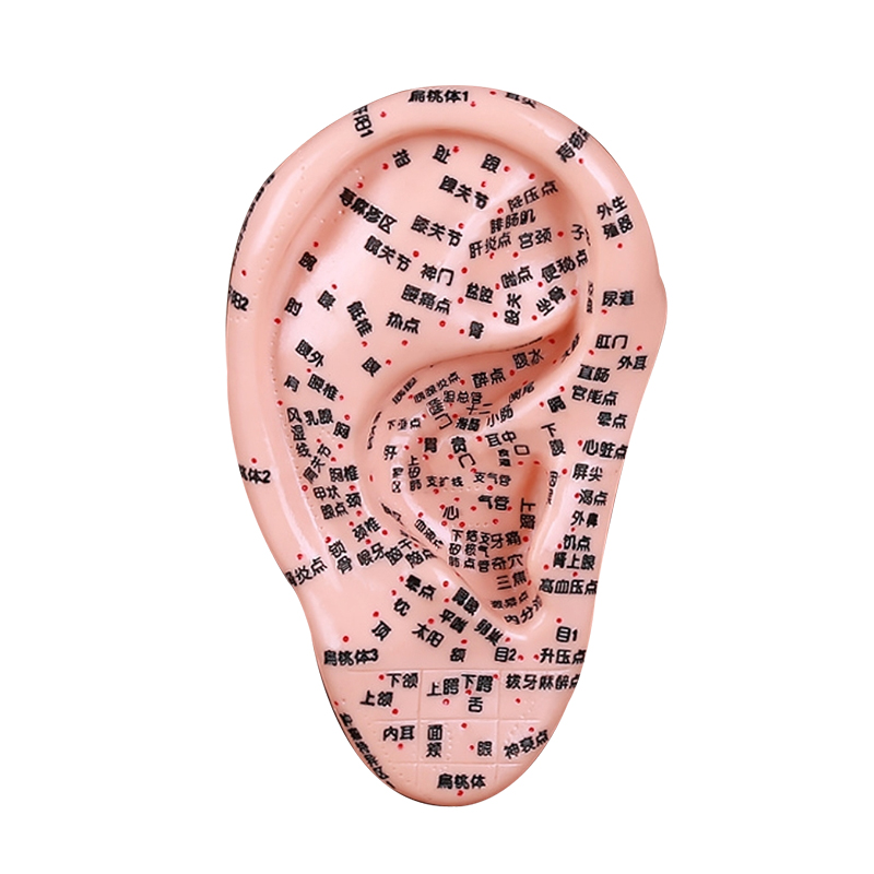 Massage ear model 16cm